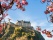 vue sur le château d'Edimbourg avec arbre en fleur au premier plan