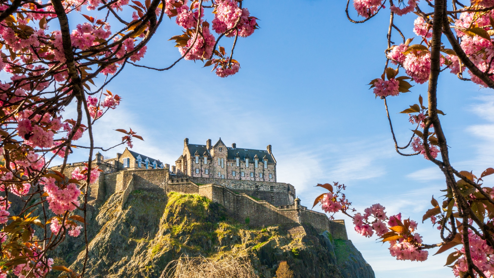 vue sur le château d'Edimbourg avec arbre en fleur au premier plan