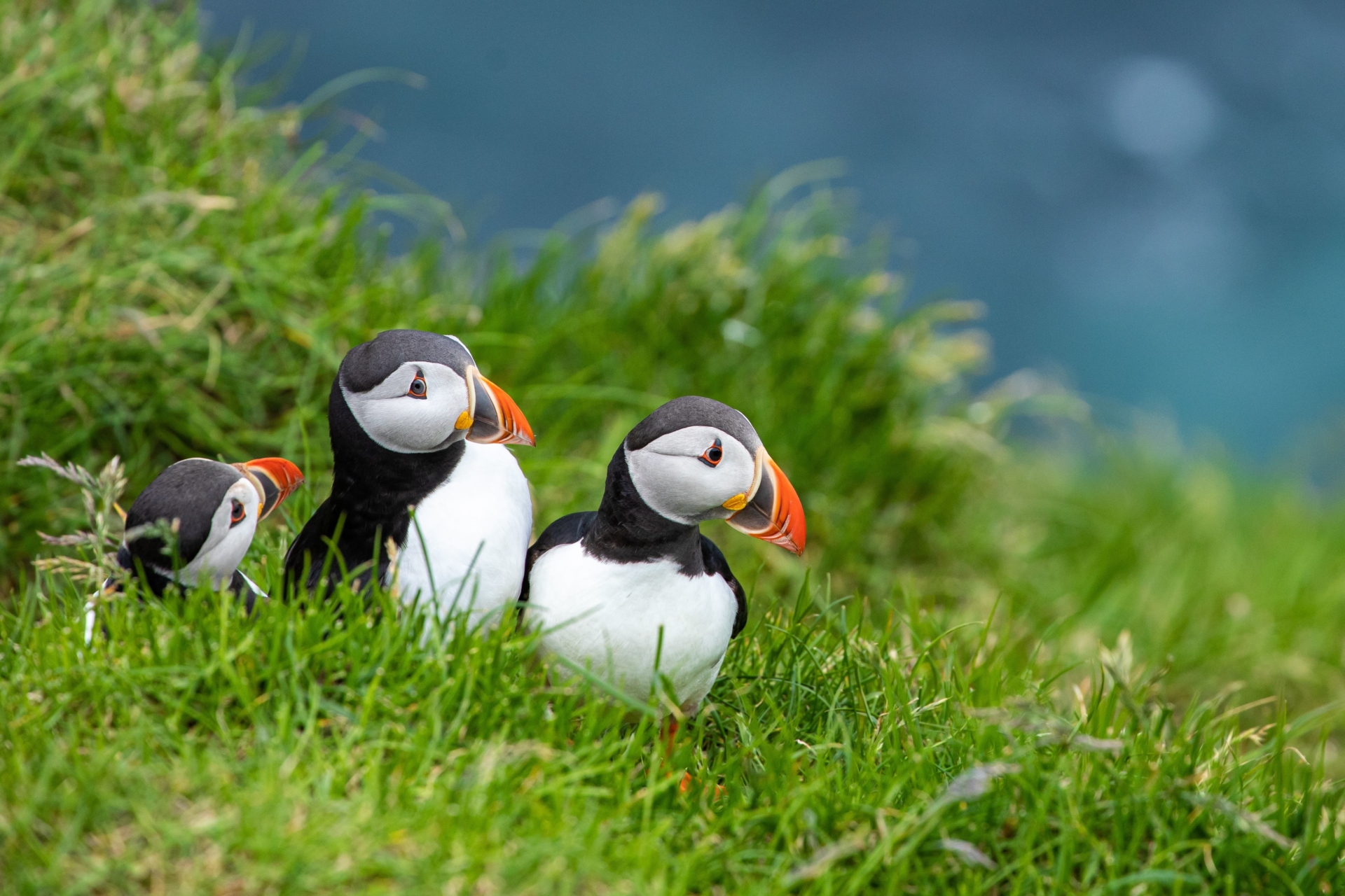 famille de macareux sur l'herbe
