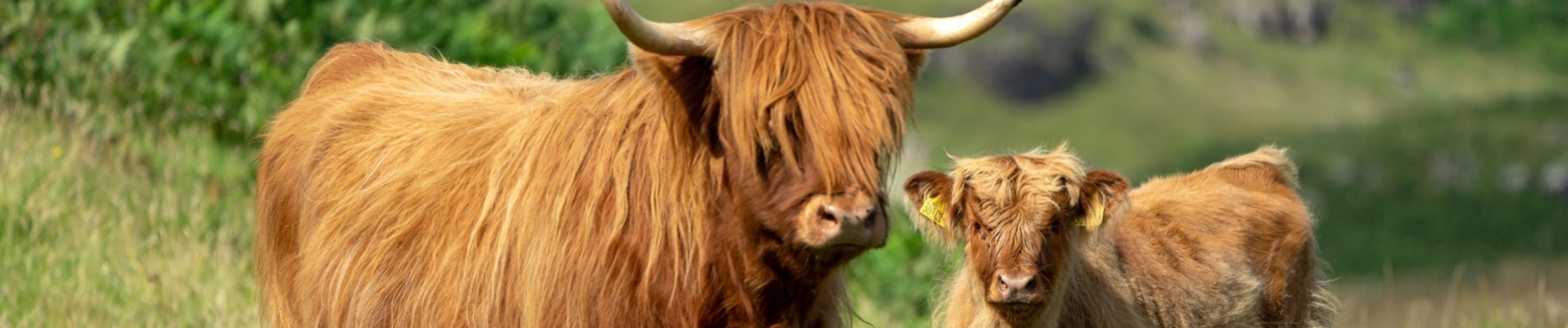 couple de vaches des Highlands