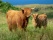 couple de vaches des Highlands