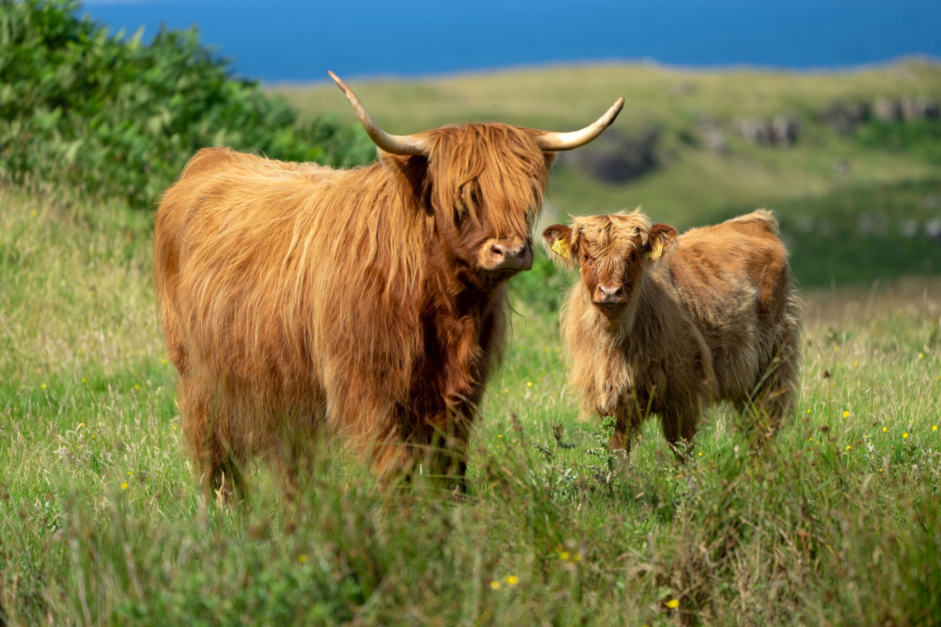 couple de vaches des Highlands