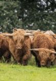 troupeau de vaches des highlands