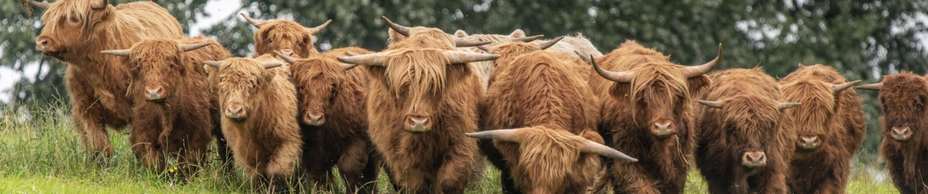 troupeau de vaches des highlands