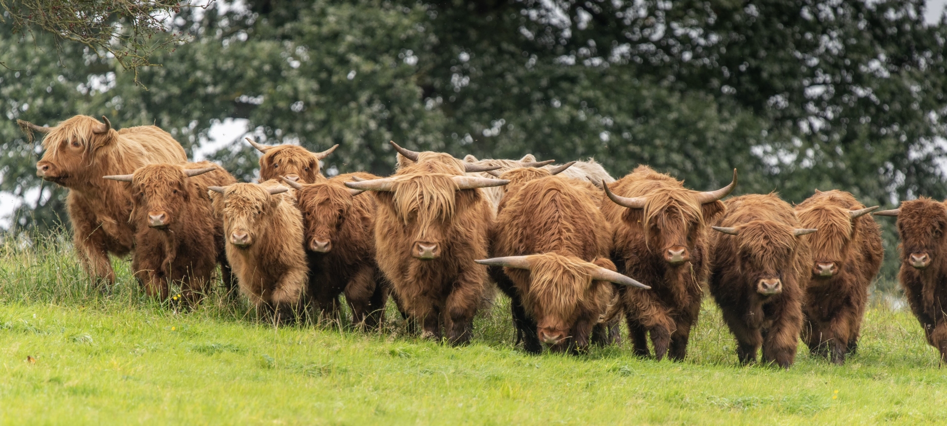 troupeau de vaches des highlands