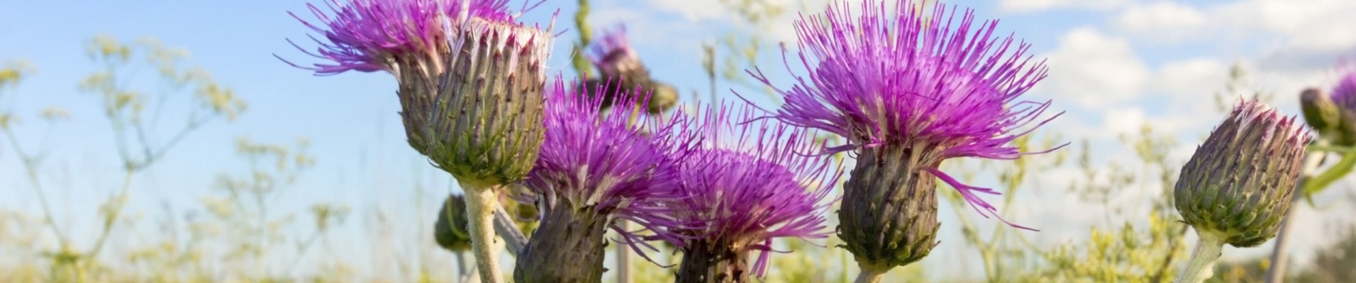 chardons en fleur dans un champ