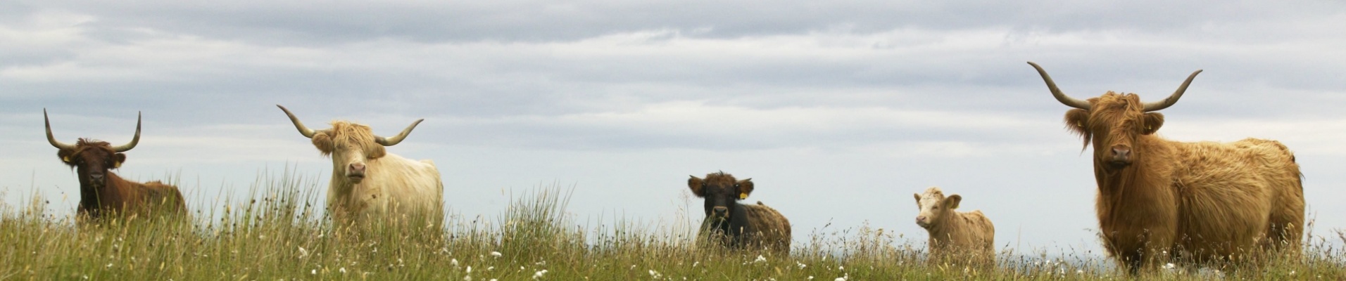 troupeau de vaches des Highlands dans un champ