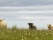 troupeau de vaches des Highlands dans un champ