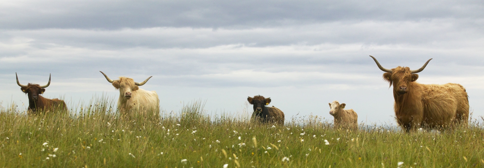 troupeau de vaches des Highlands dans un champ