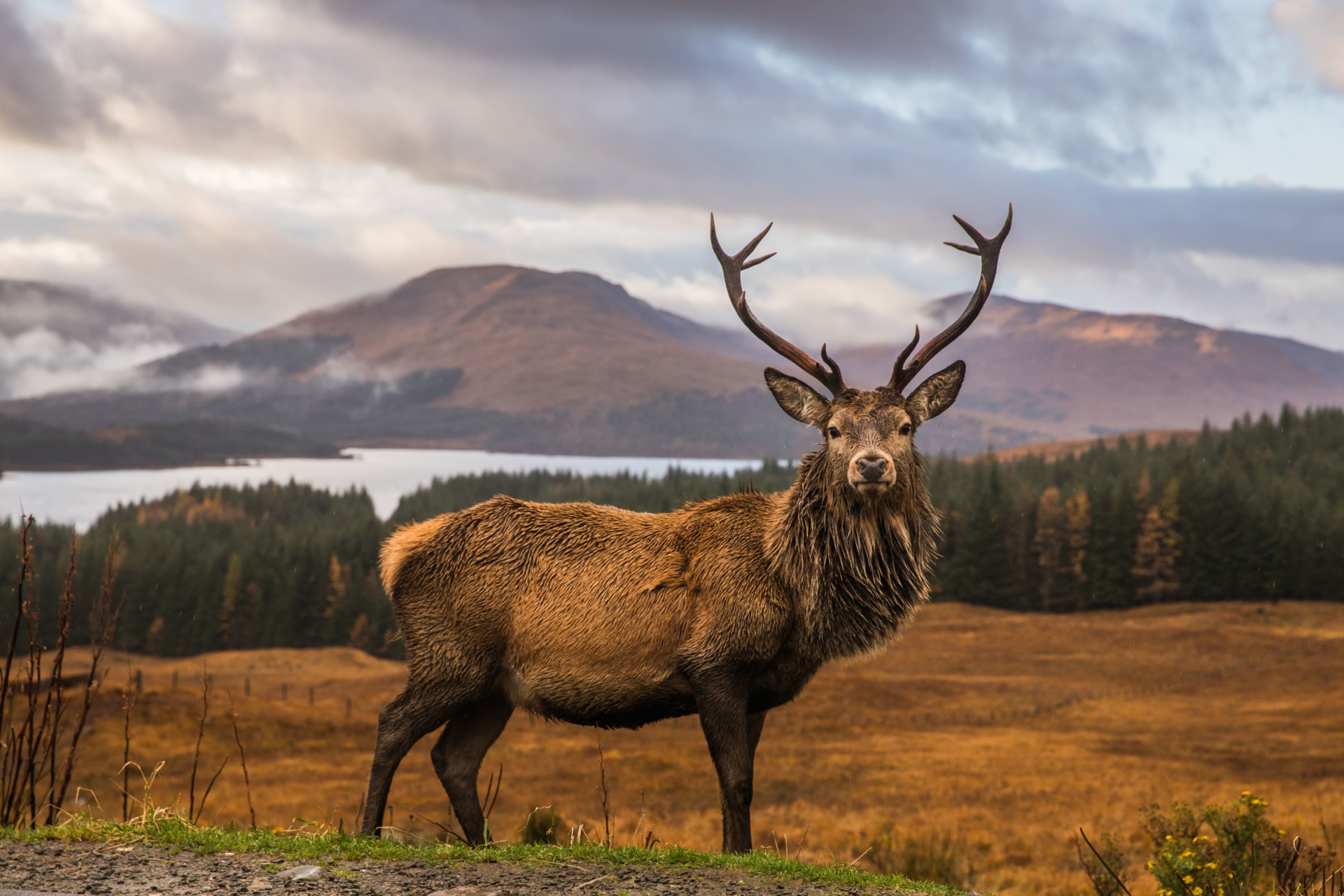 cerf devant des paysages des Highlands