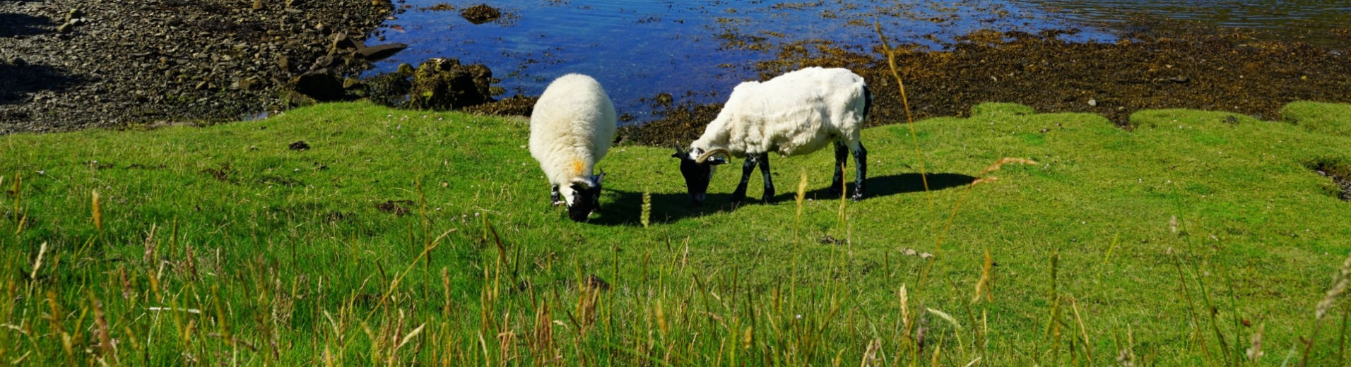 moutons devant un lac et un château