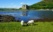 moutons devant un lac et un château