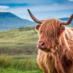 Les incontournables de l&rsquo;Ecosse