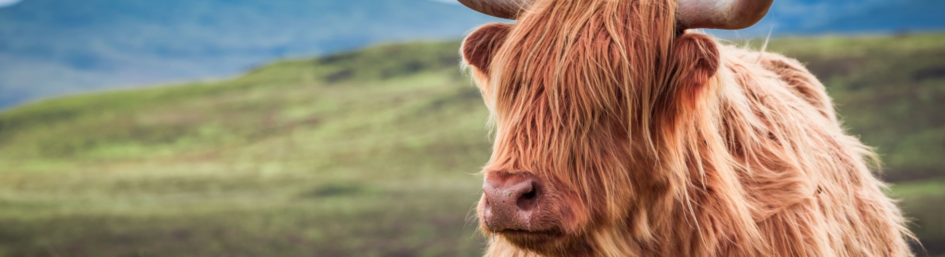 Vache des Highlands devant un paysage écossais