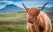 Vache des Highlands devant un paysage écossais
