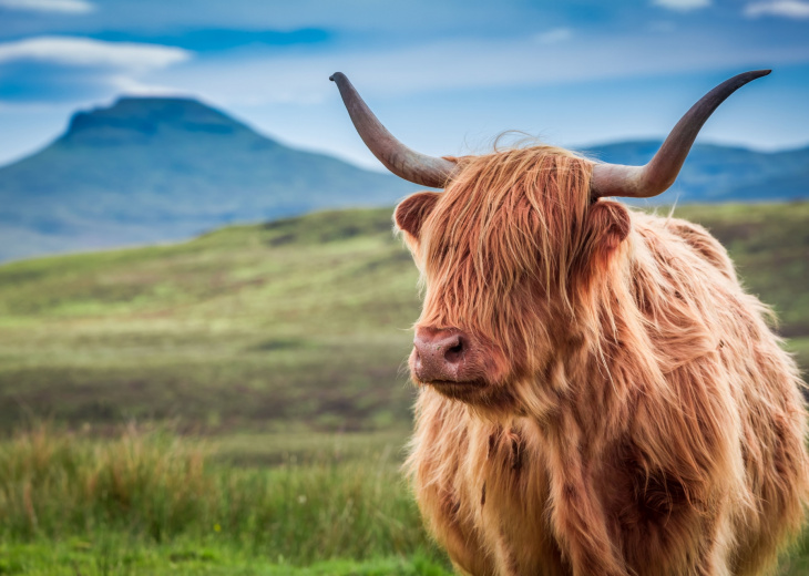 Vache des Highlands devant un paysage écossais