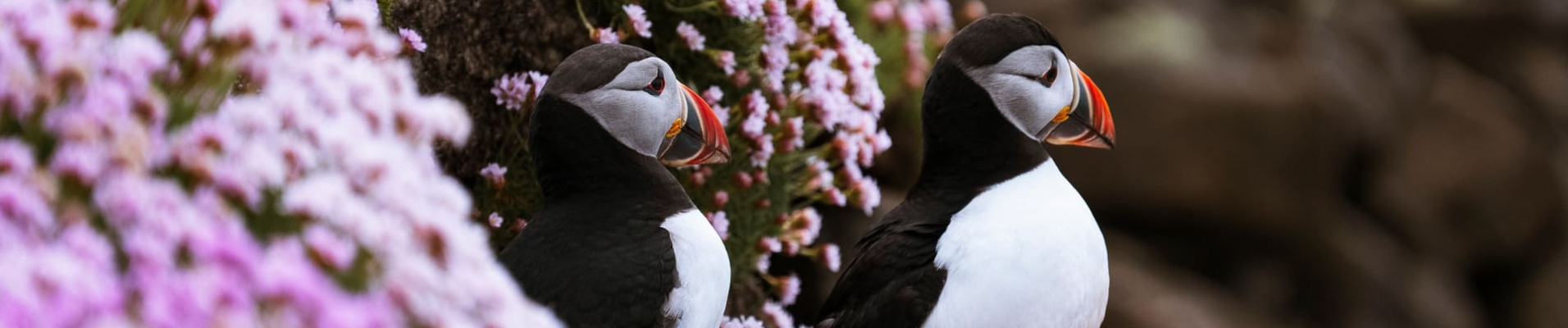 Oiseaux d'Ecosse