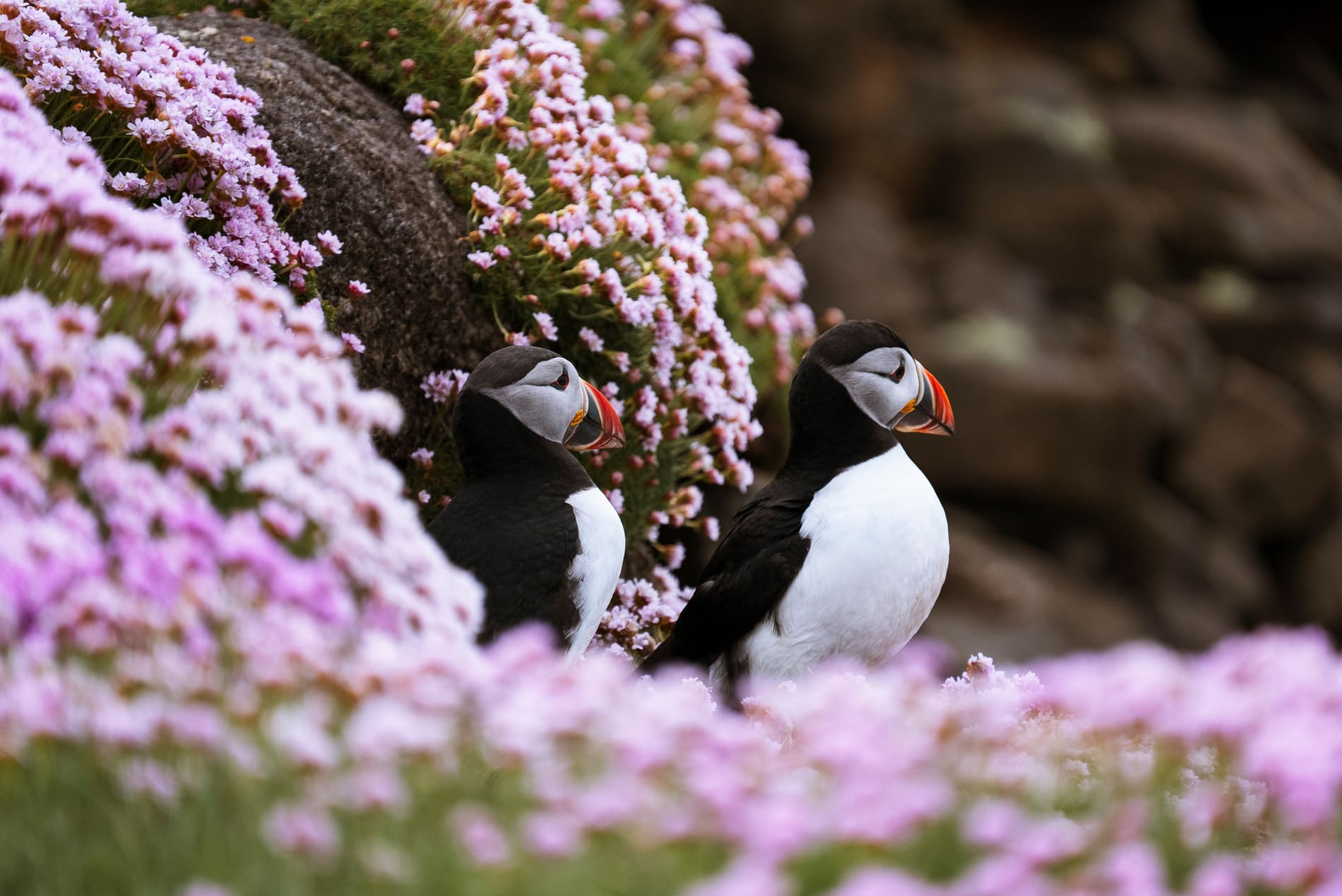 Oiseaux d'Ecosse
