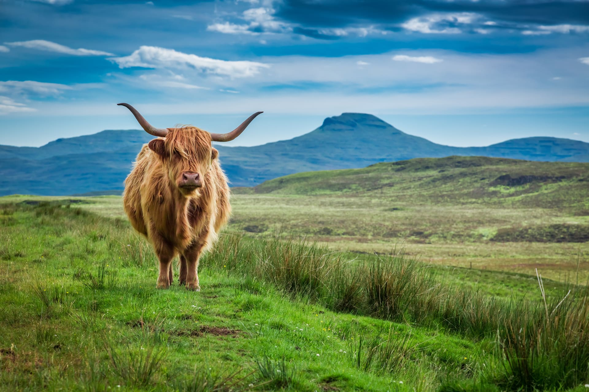 vache-ile-skye-ecosse