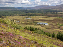 Cairngorms