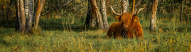 vache-champs-ecosse-automne