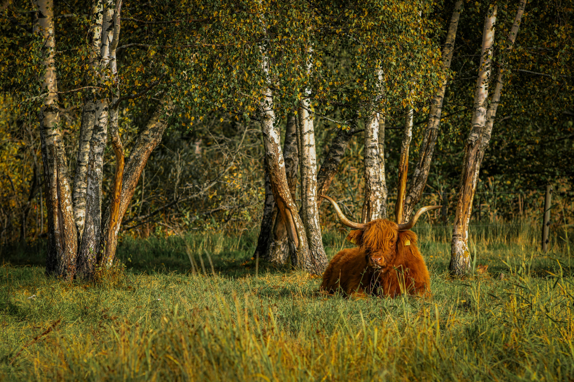 vache-champs-ecosse-automne