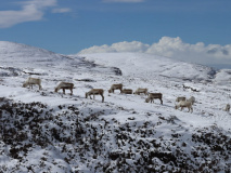 Cairngorms