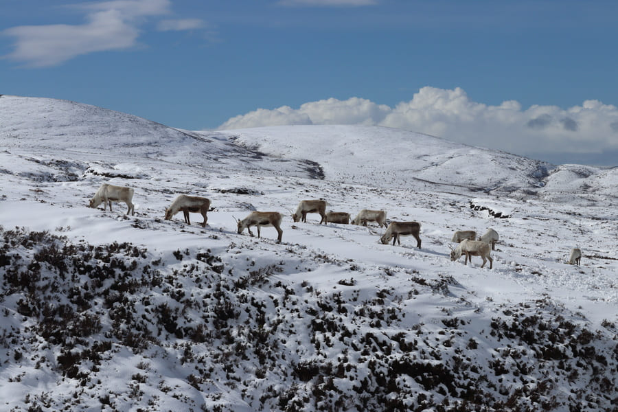 Cairngorms