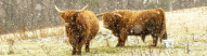 Yak