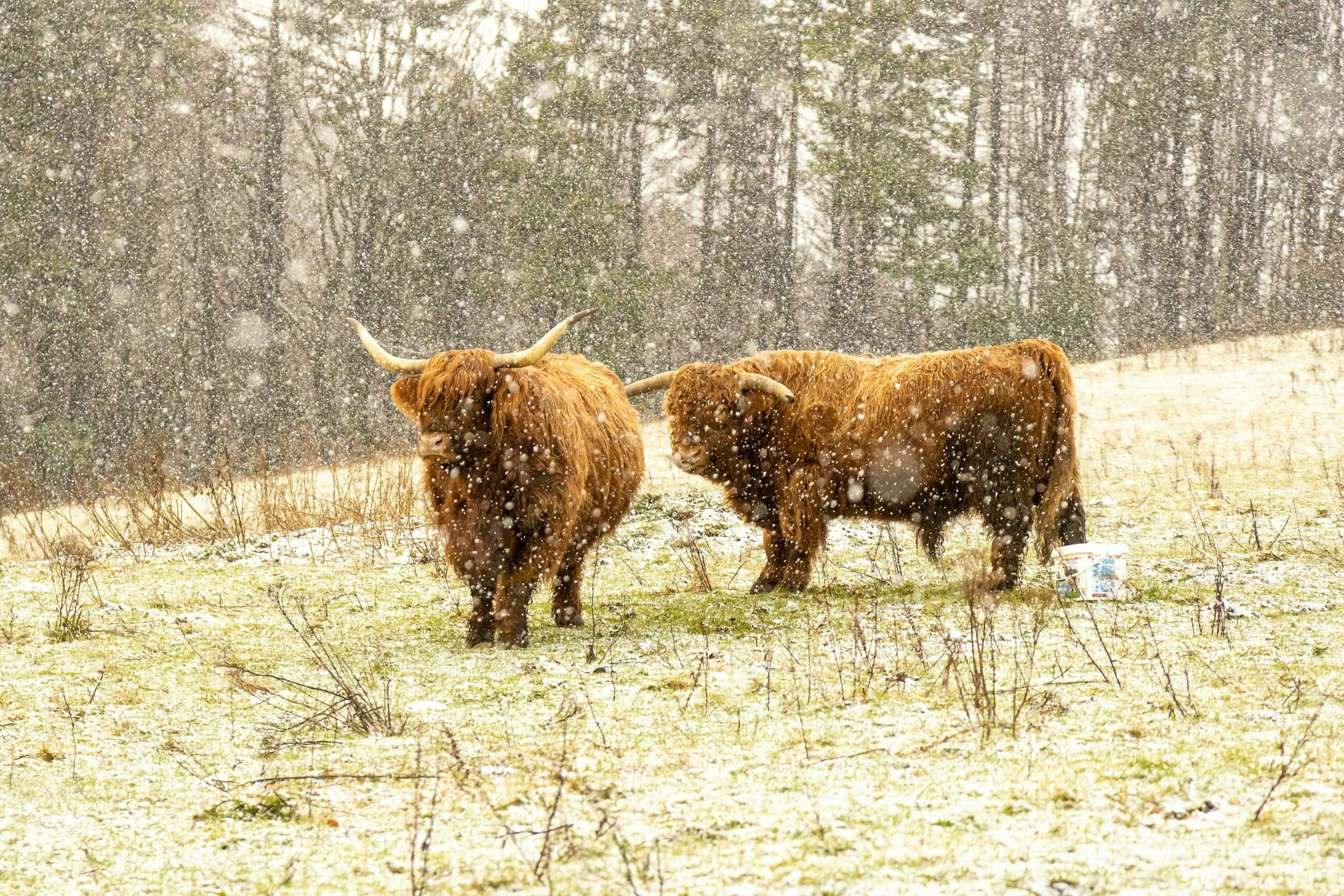 Yak